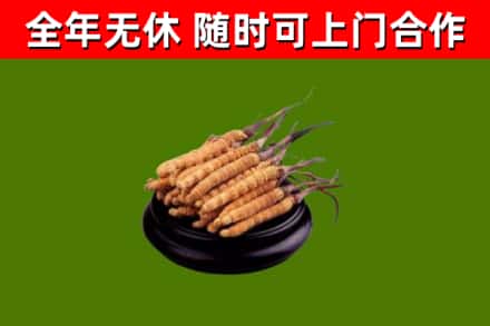 江汉烟酒回收冬虫夏草.jpg